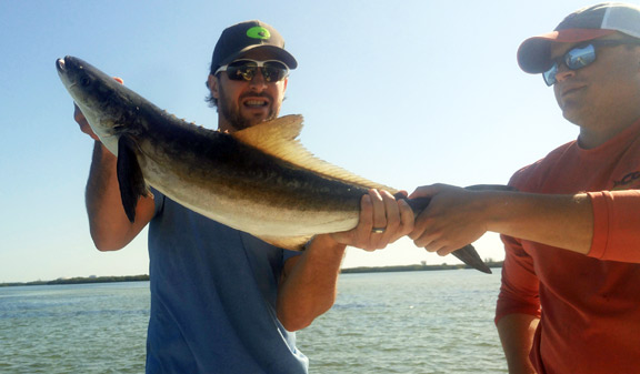 Pair of Gentlemen holding a Cobia fish caught in Tampa Bay
