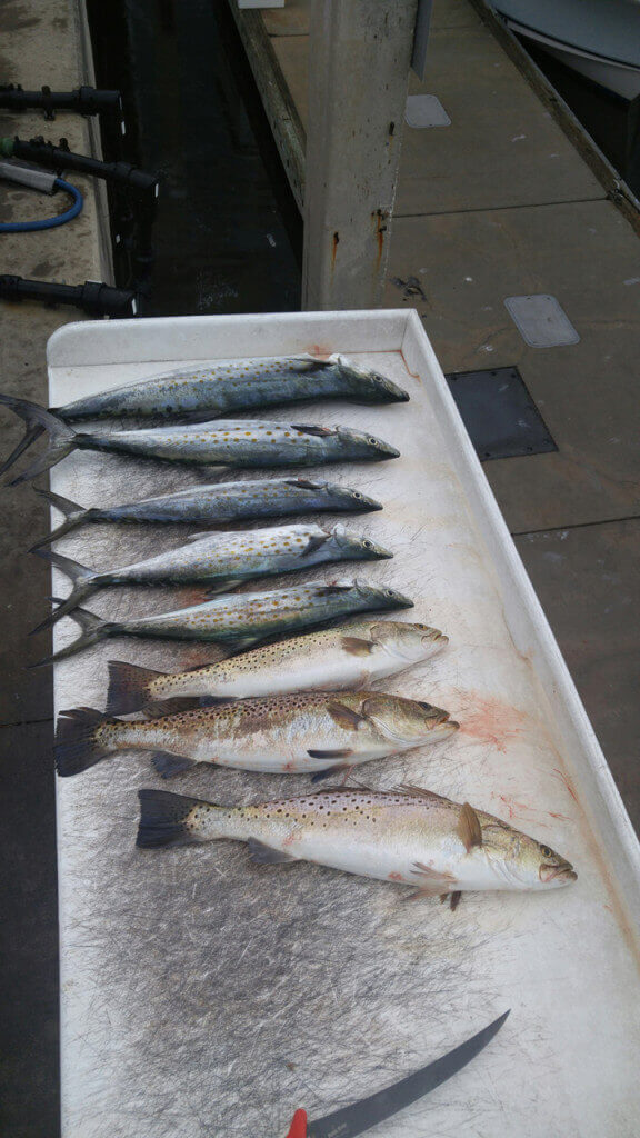 A few Spanish mackerel along with trout from one or our trips