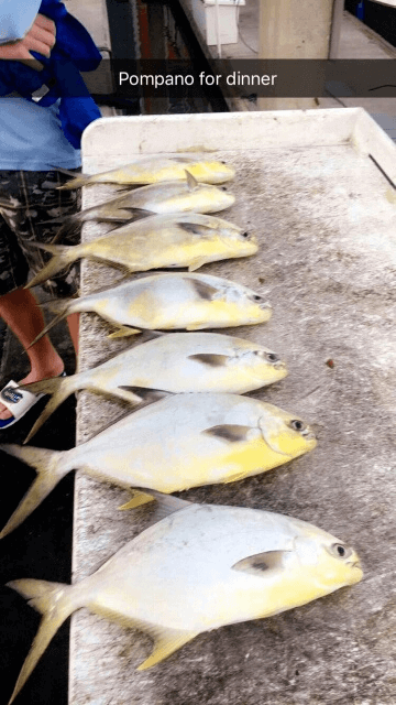 Pompano fish caught in Tampa Bay