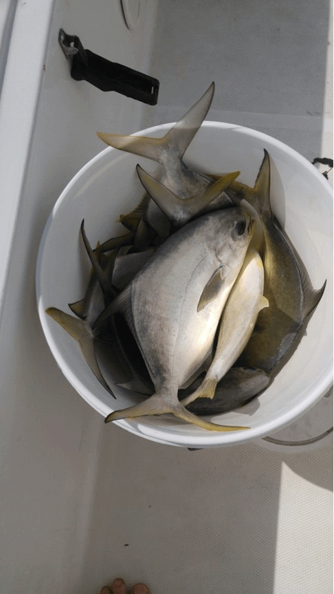 Pompano fish caught in Tampa Bay