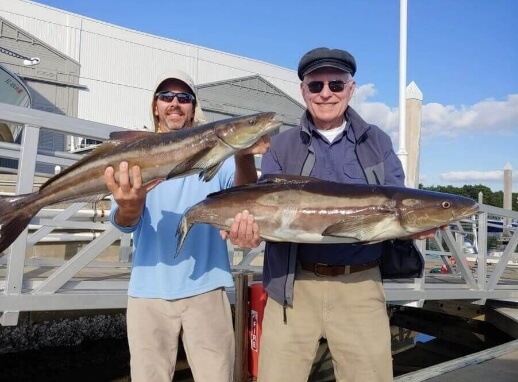 Cobia fish caught in Tampa Bay Florida