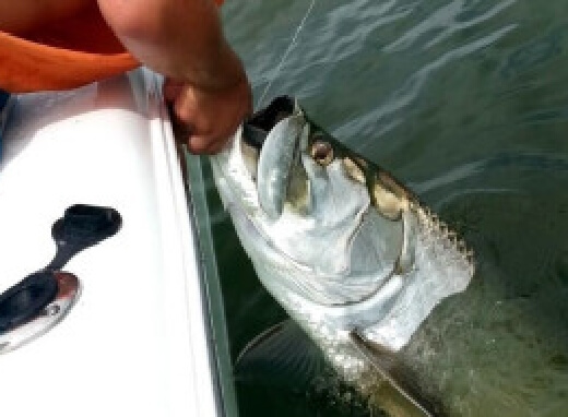 Tarpon fish caught in Tampa Bay Florida