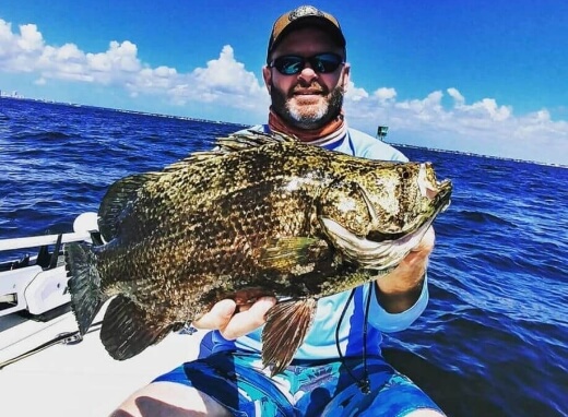 Tripletail fish caught in Tampa Bay Florida