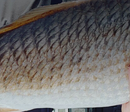 Closeup of a fish caught in the bay of Tampa Florida