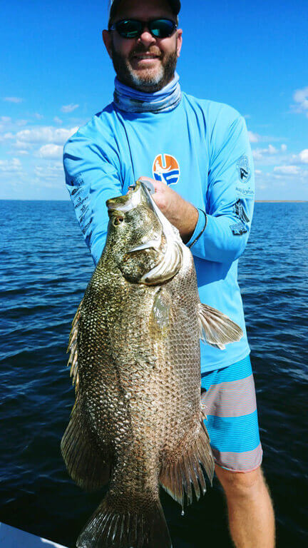 Tripletail caught in Tampa Bay